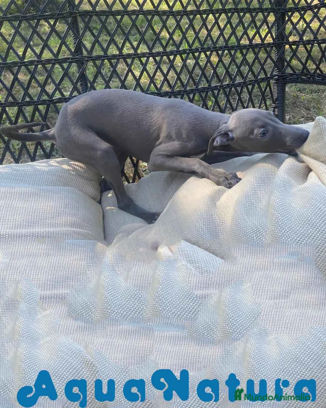 Pequeño Lebrel Italiano perros en venta: Lebrel Italiano Hembra 1978 AQUANATURA - Anuncio 9