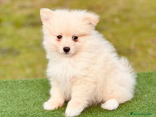 Pomerania perros Pomerania macho - Anuncio 23