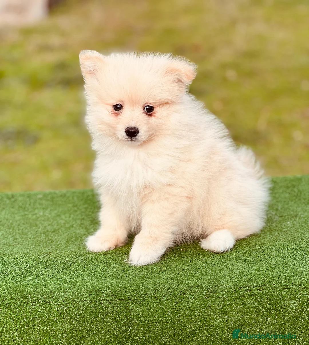Pomerania perros en venta: Pomerania macho - Anuncio 1