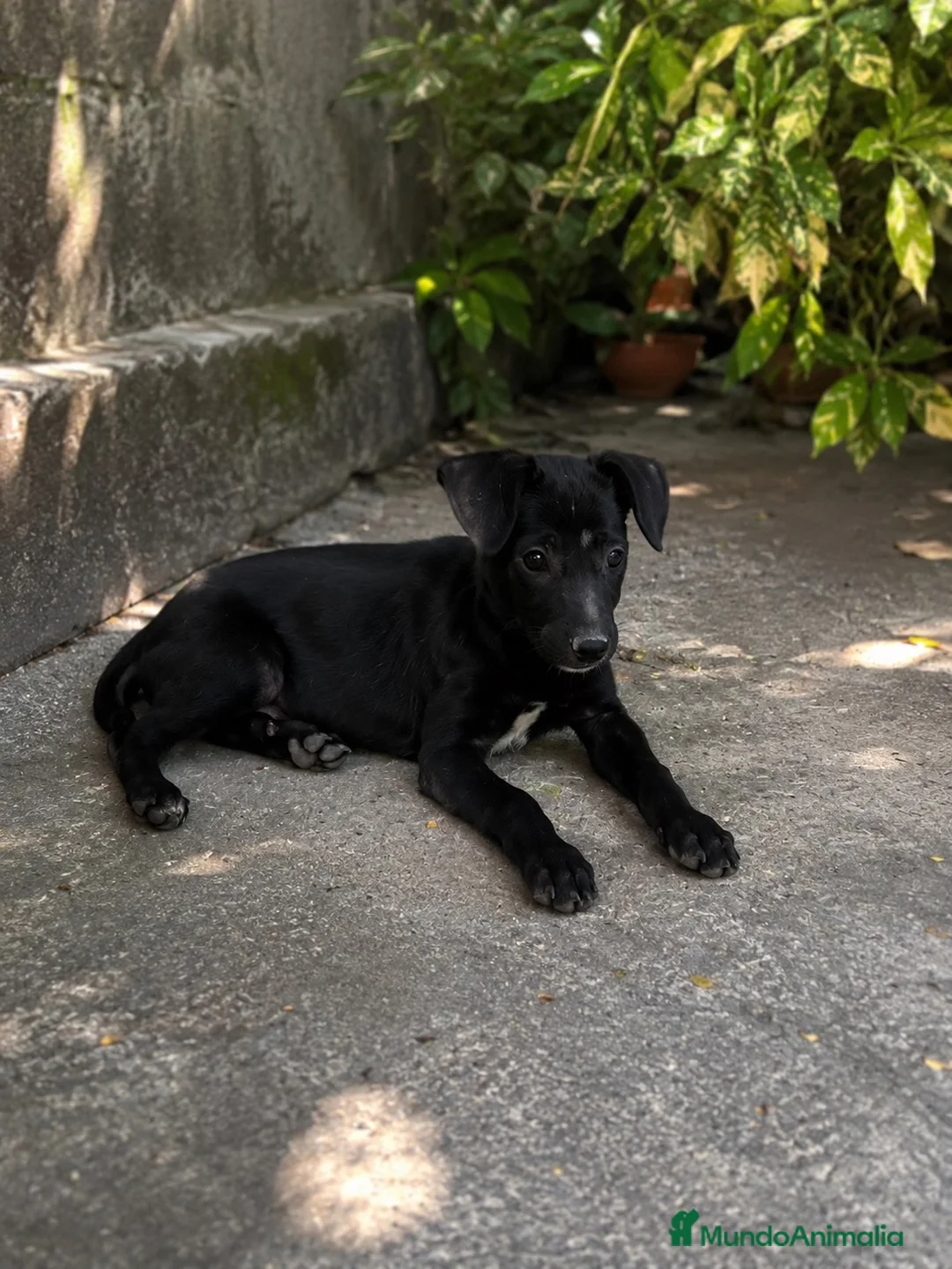 Raza Mixta perros en venta: PRECIOSA PAREJA DE HEMBRAS(leer bien anuncio ) - Anuncio 4
