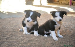 Border Collie perros en venta: Cachorros border collie de 2 meses  - Imagen 4