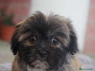 Maltipoo perros - Anuncio 16
