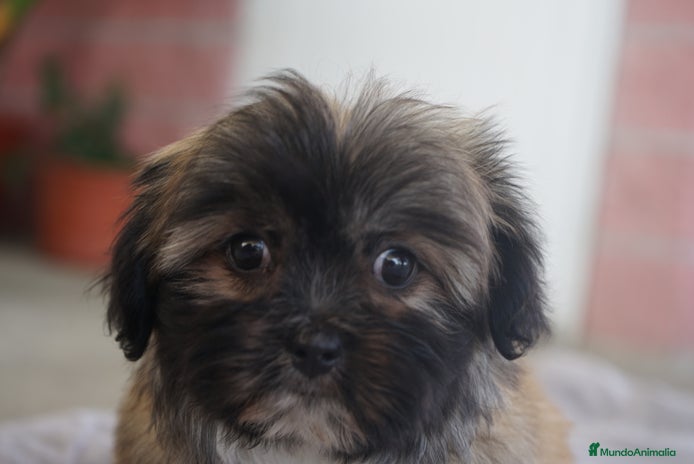 Maltipoo perros - Anuncio 7