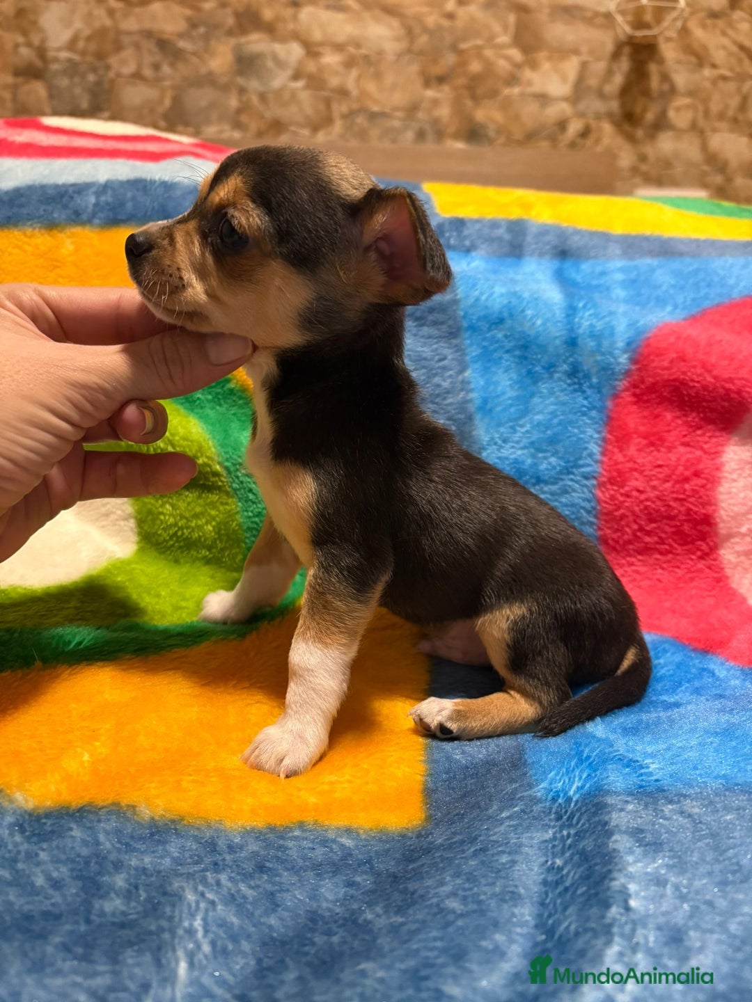 Pinscher Miniatura perros en venta: Pinscher miniatura tricolor - Anuncio 1