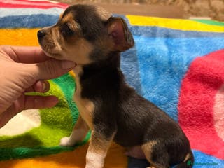 Pinscher Miniatura perros Pinscher miniatura tricolor - Anuncio 3