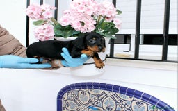 Teckel Miniatura perros en venta: Teckel de todos lo colore(candiamanteunico2)tiktok - Imagen 8