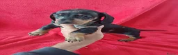Teckel Miniatura perros en venta: Teckel Mini Arlequin  - Anuncio 3