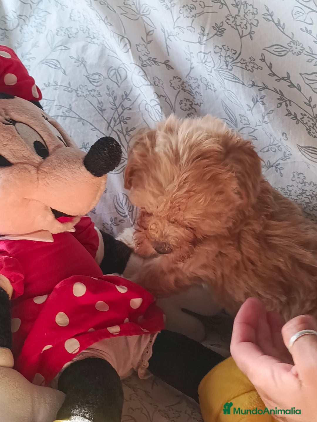 Maltipoo perros en venta: Maltipoo macho  - Imagen 8