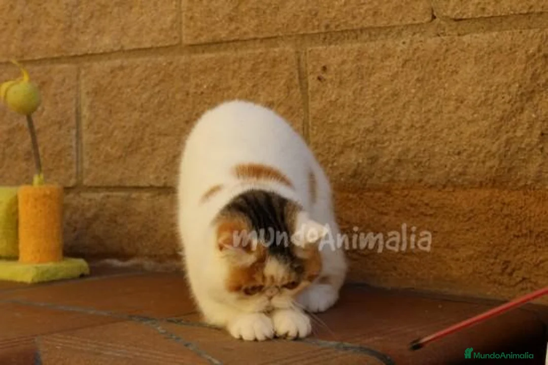 Imagen de galería {{count}}