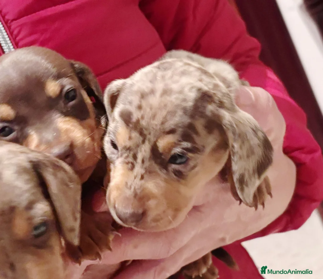 Teckel Miniatura perros en venta: Teckel mini  - Anuncio 4