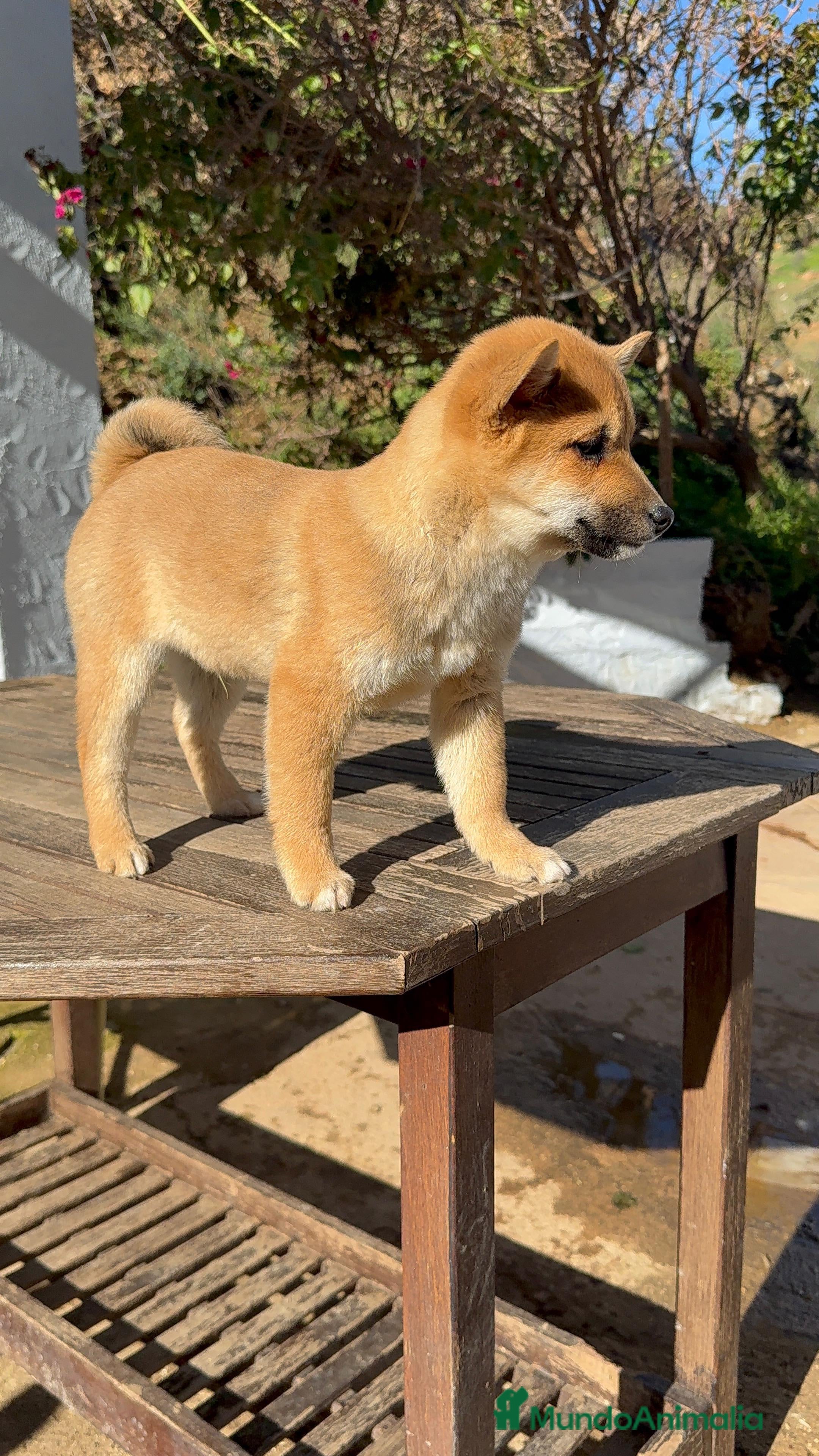 Shiba Inu perros Shiba Inu machos rojos inigualables  - Anuncio 1