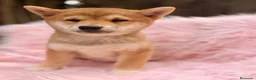 Shiba Inu perros en venta: Shiba Inu rojo y tricolor  - Anuncio 12