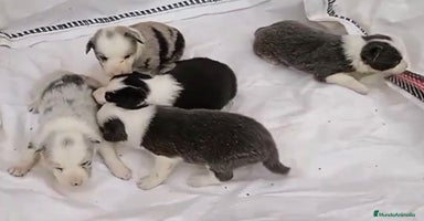 Border Collie perros - Anuncio 7