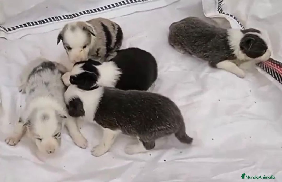 Border Collie perros en venta: Border collie hembras merle - Imagen 3
