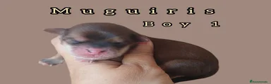 Bichón Habanero 1