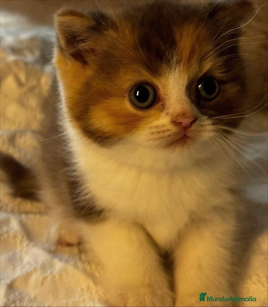 Británico de Pelo Corto gatos Cachorro British Shorthair  - Anuncio 3