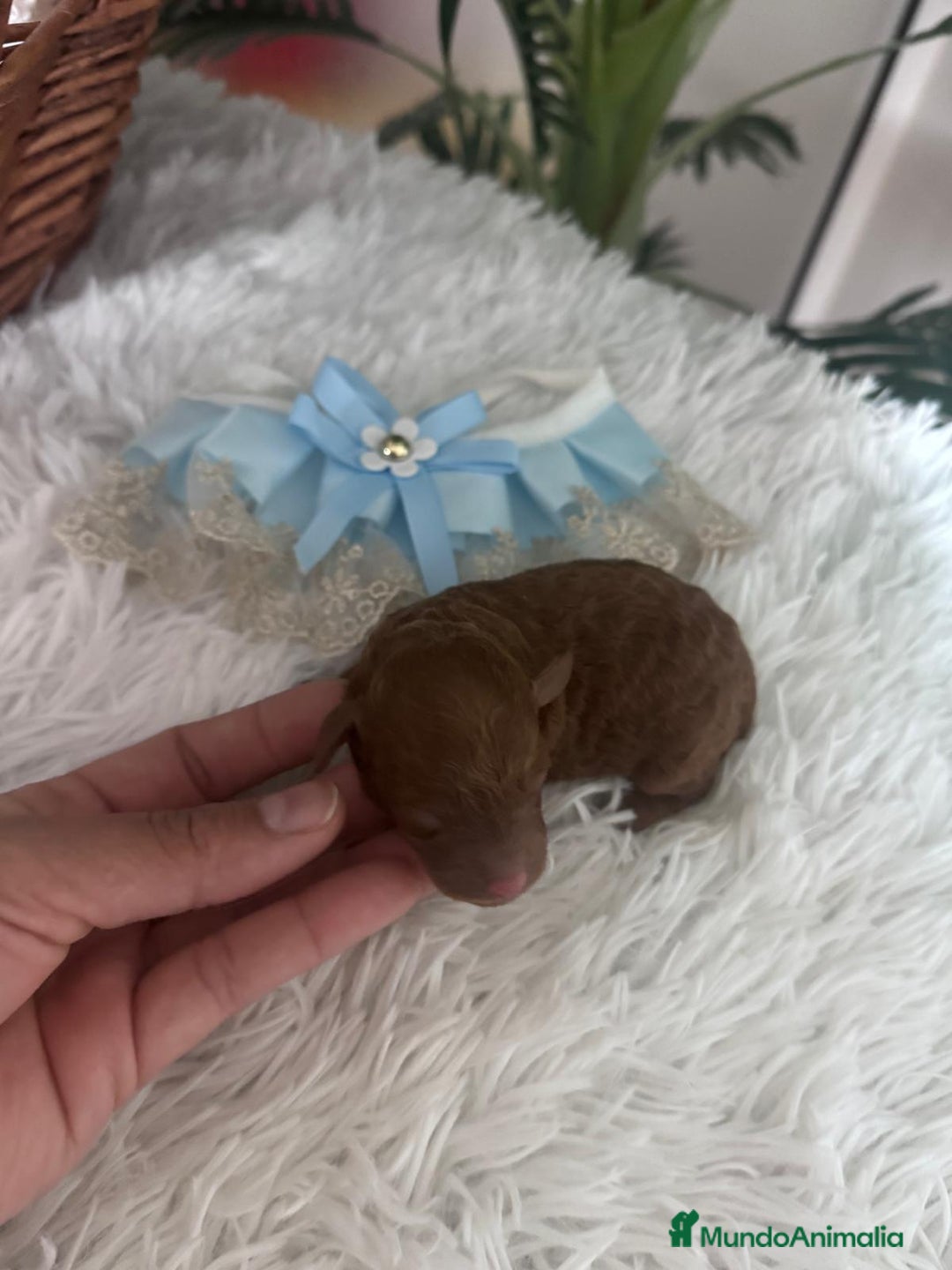 Caniche Toy perros en venta: CANICHE ROJO - Anuncio 5