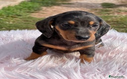 Teckel Miniatura perros en venta: Teckel Arlequín  - Imagen 6