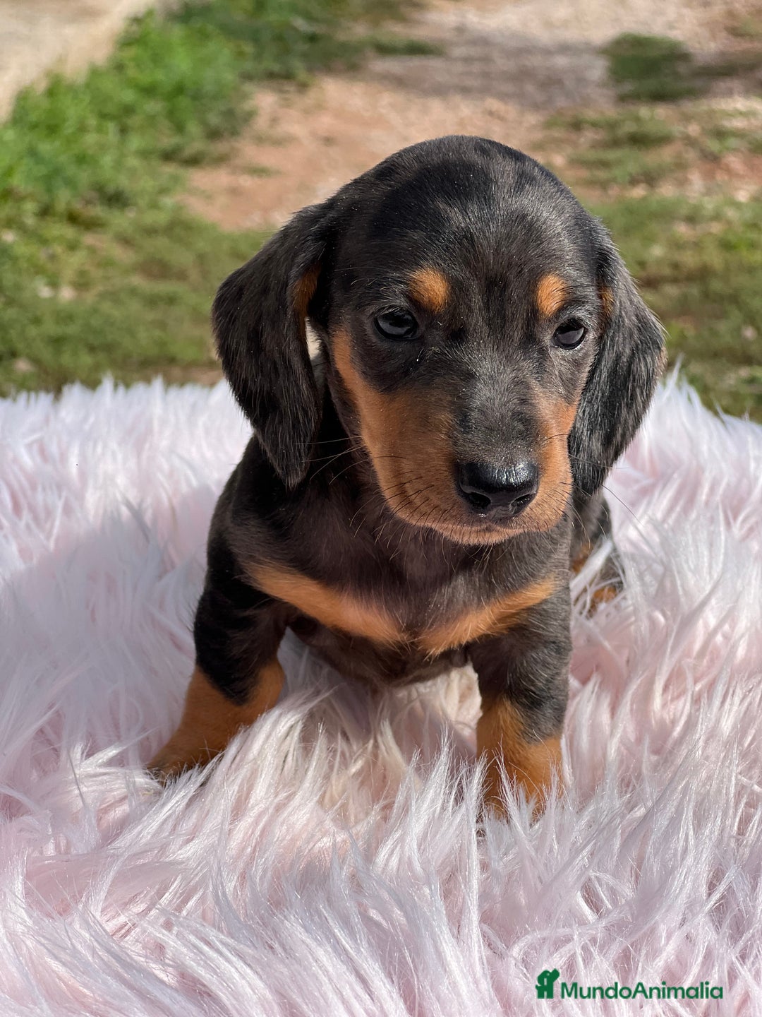 Teckel Miniatura perros en venta: Teckel Arlequín  - Imagen 6
