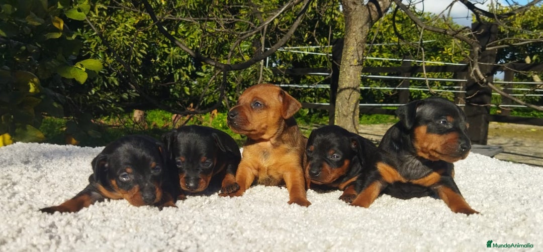 Pinscher Miniatura perros en venta: Mini pinscher varios colores  - Anuncio 6