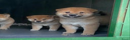 Shiba Inu perros en venta: Shiba inu criadero en Madrid - Anuncio 3