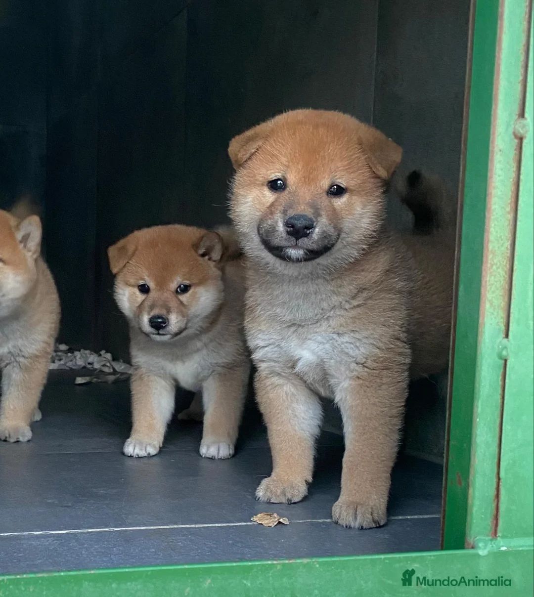 Shiba Inu perros en venta: Shiba inu criadero en Madrid - Anuncio 3