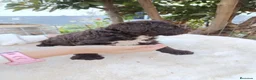 Perro de Agua Español perros en venta: Perro de agua  - Anuncio 4