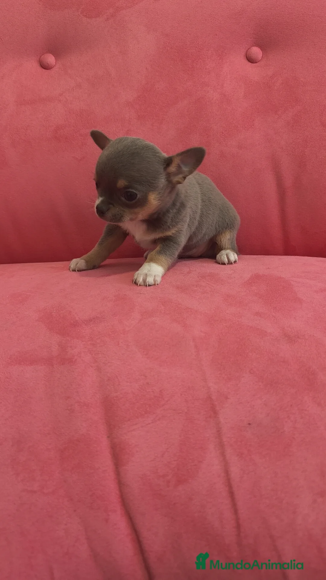 Chihuahua perros en venta: Chihuahua Toy Blue tricolor hembra especial  - Anuncio 4