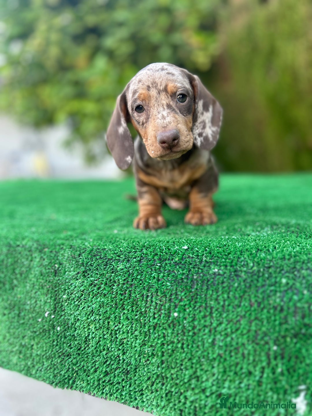 Teckel Miniatura perros en venta: teckel arlequin chocolate  - Imagen 6