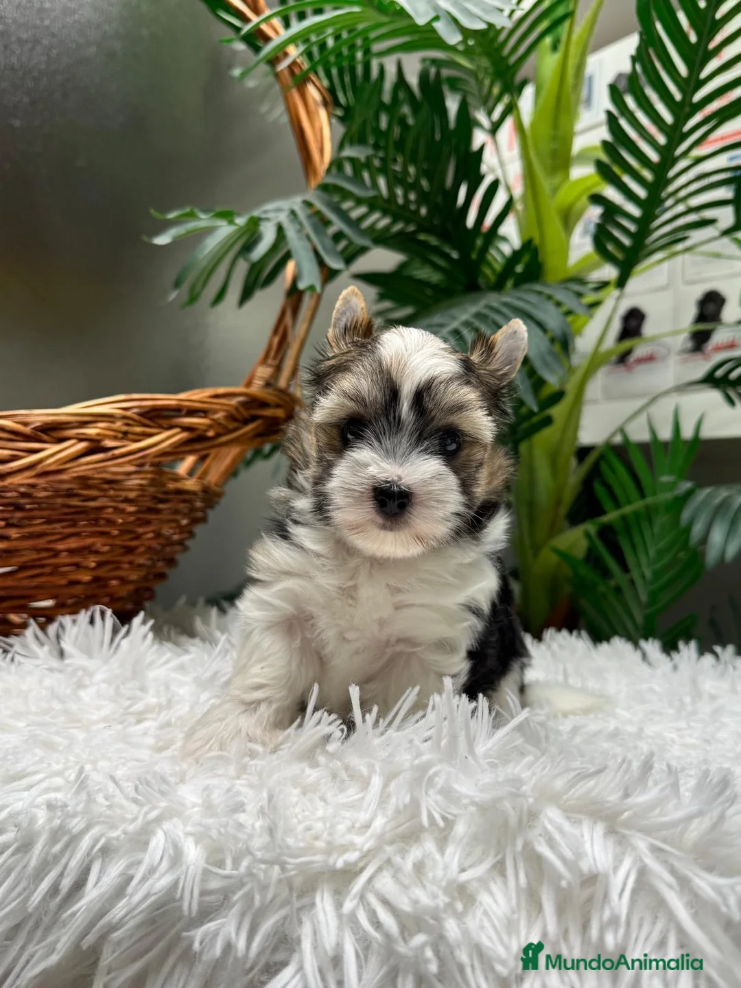 Yorkshire Terrier perros en venta: YORKSHIRE BIEWER - Anuncio 2
