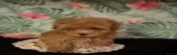 Maltipoo perros en venta: Maltipoo macho  - Anuncio 2