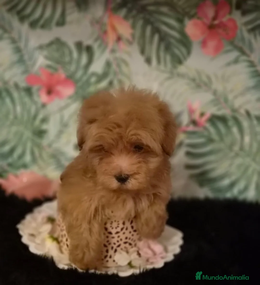 Maltipoo perros en venta: Maltipoo macho  - Anuncio 2