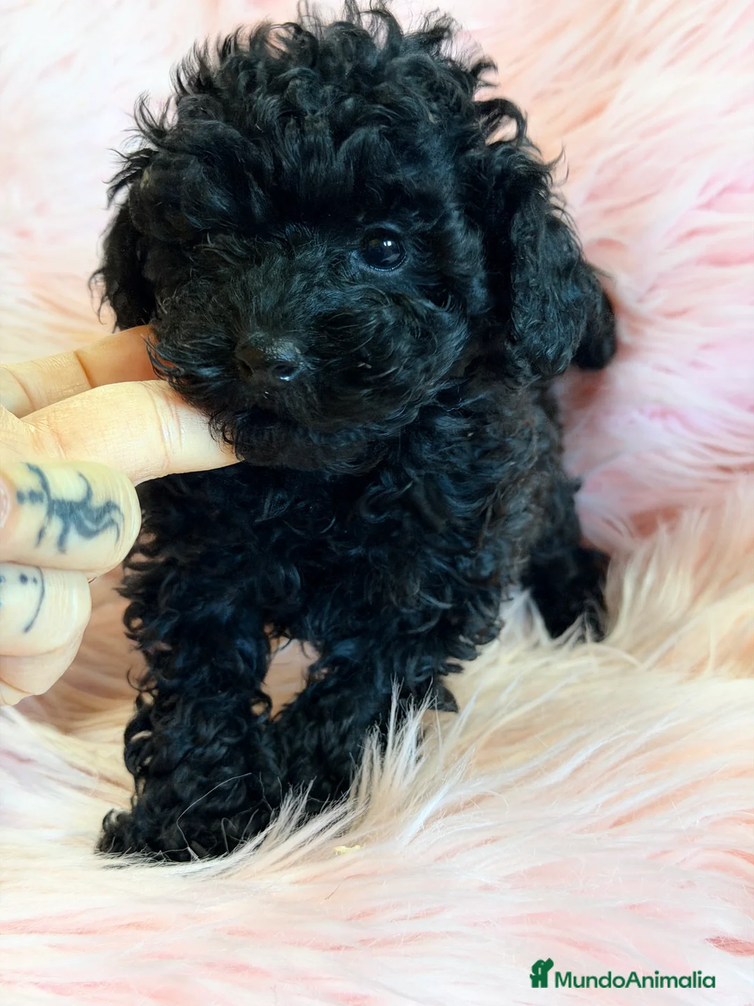 Caniche Toy perros en venta: Caniche  Toy  negro azabache .  - Anuncio 2