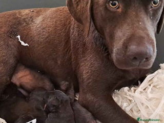 Labrador Retriever perros en Barcelona - Anuncio 3