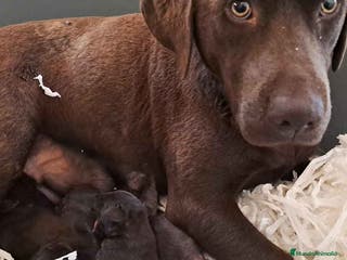 Labrador Retriever perros Camada Labrador Retriever - AQUANATURA en Barcelona - Anuncio 16