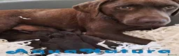 Labrador Retriever perros en venta:  Camada Labrador Retriever - AQUANATURA en Barcelona - Anuncio 1