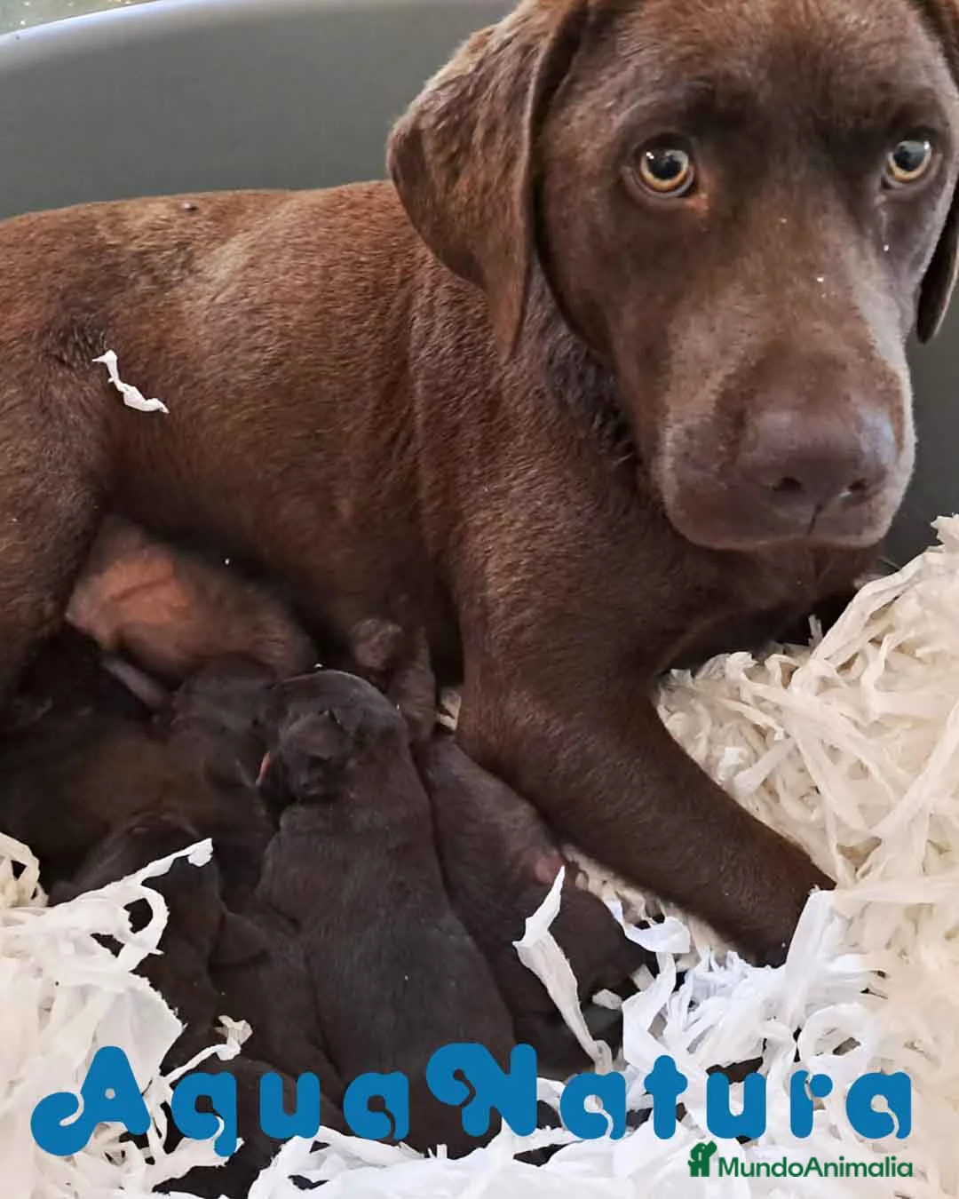 Labrador Retriever perros en venta:  Camada Labrador Retriever - AQUANATURA en Barcelona - Anuncio 1