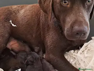 Labrador Retriever perros Camada Labrador Retriever - AQUANATURA en Barcelona - Anuncio 18