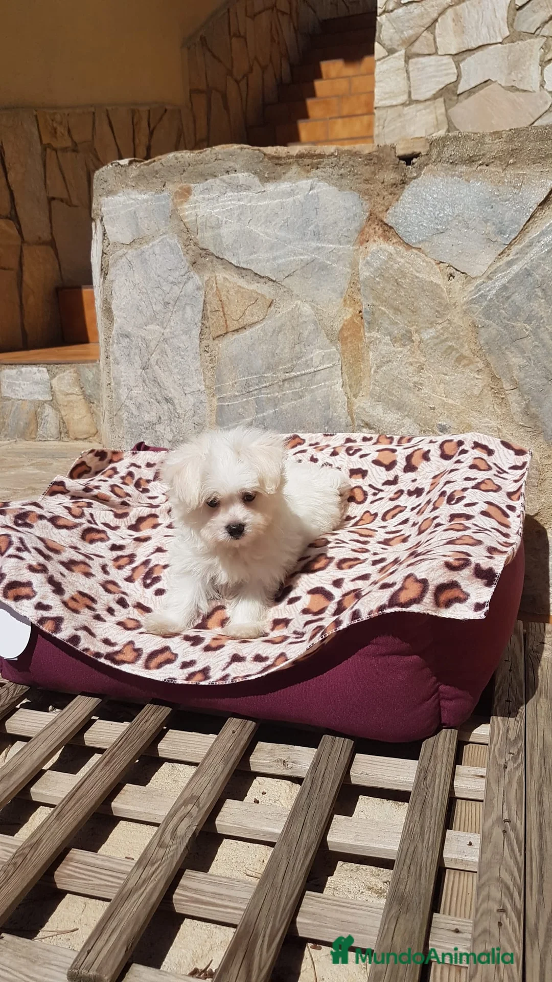 Bichón Maltés perros en venta: Bichón Maltés  en Barcelona - Anuncio 4
