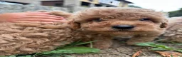 Caniche Toy perros en venta: Caniche rojo - Anuncio 8