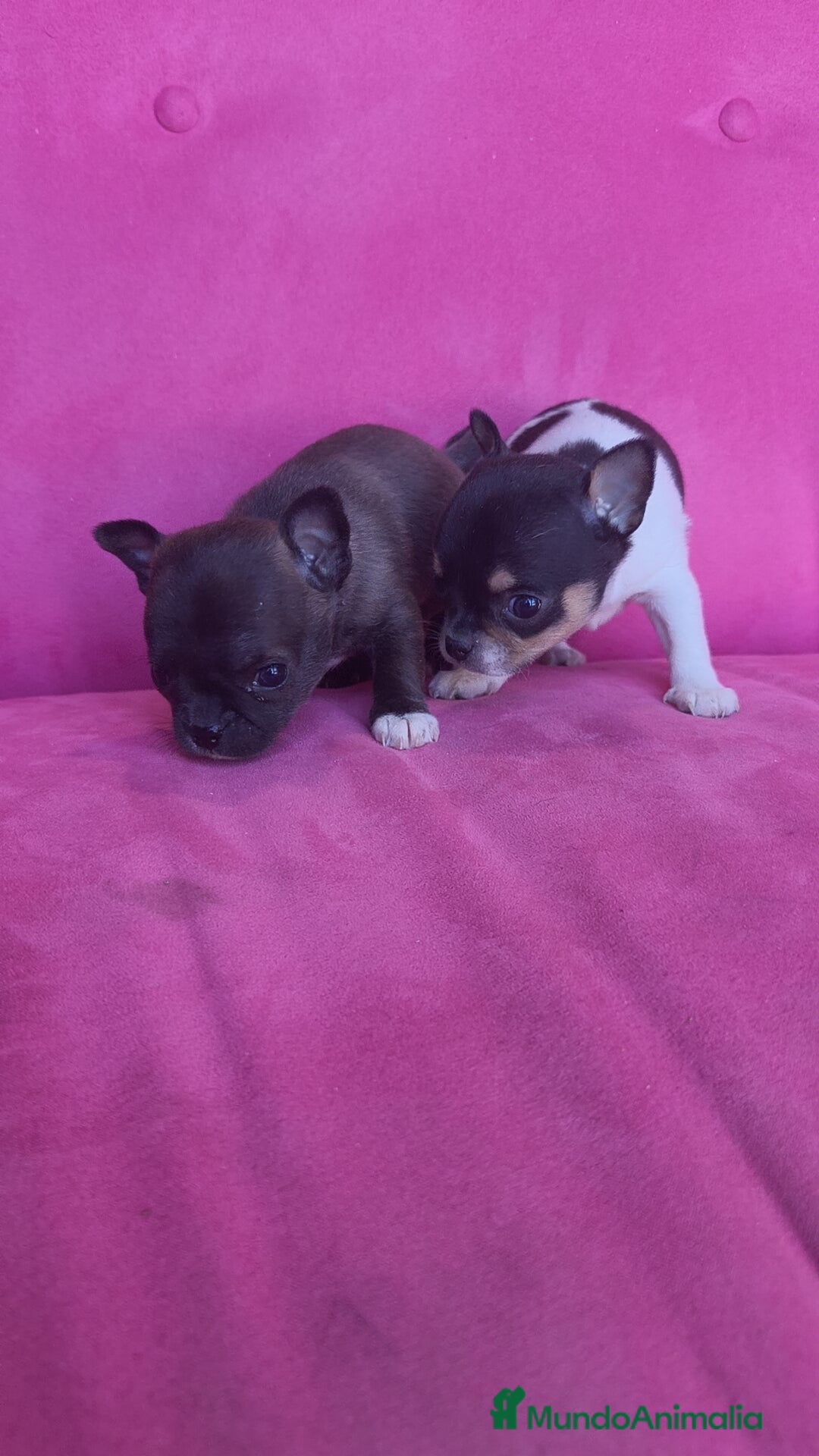 Chihuahua perros en venta: Chihuahua Toy macho y hembra  - Anuncio 4
