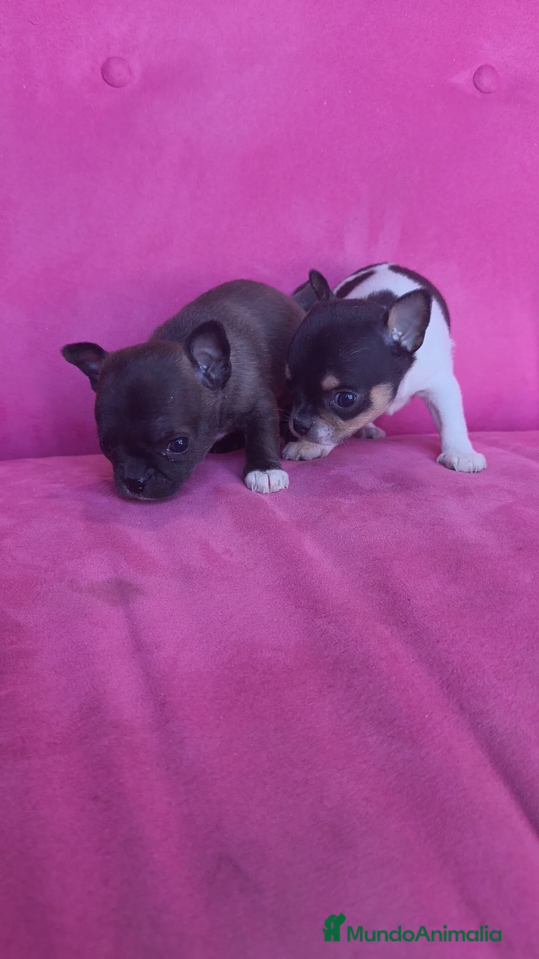 Chihuahua perros en venta: Chihuahua Toy macho y hembra  - Anuncio 4
