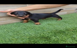 Dobermann perros en venta: Exelente linea de DOBERMAN - Imagen 2