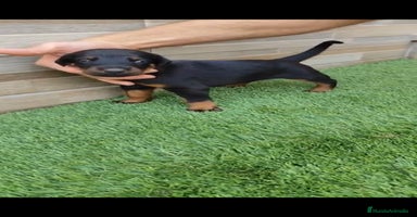 Dobermann perros - Anuncio 4