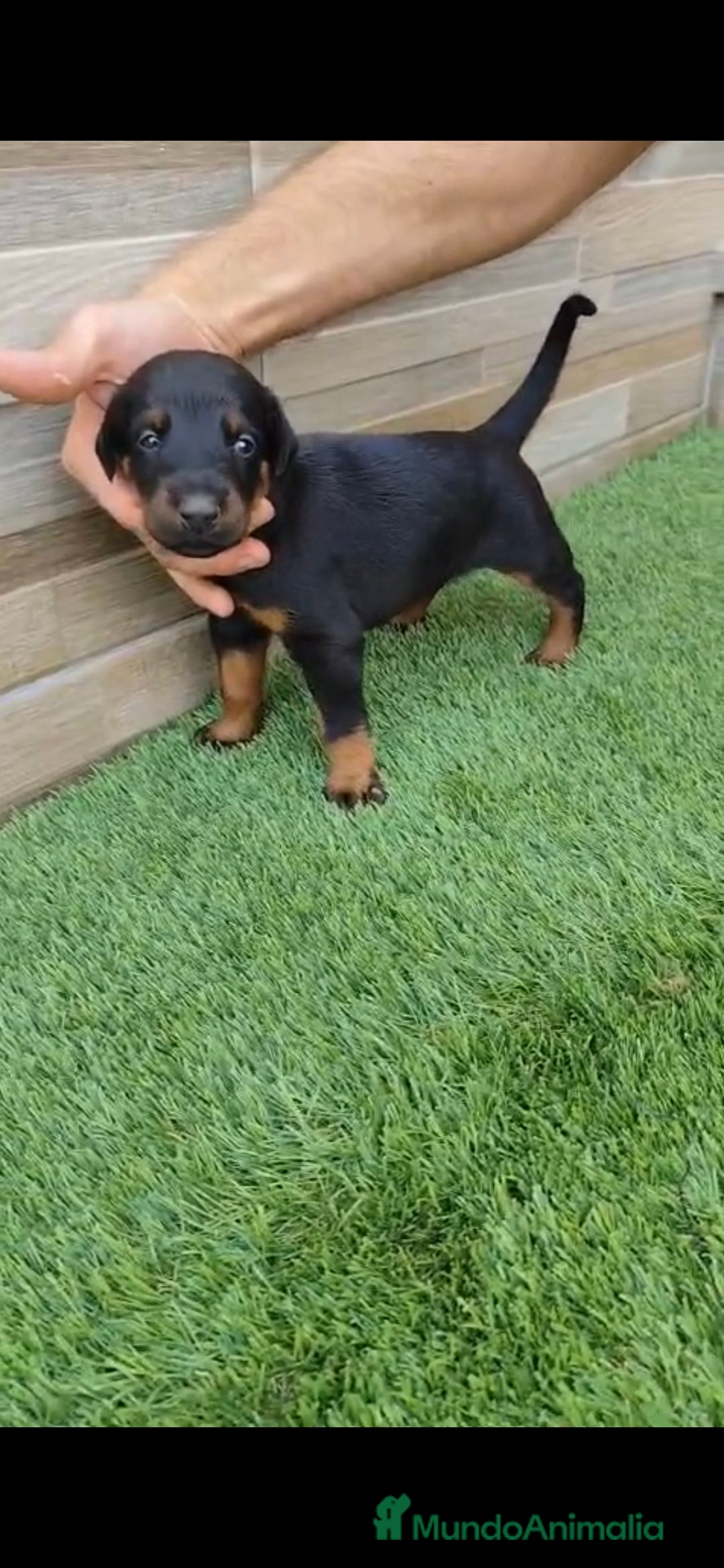 Dobermann perros en venta: Exelente linea de DOBERMAN - Imagen 2