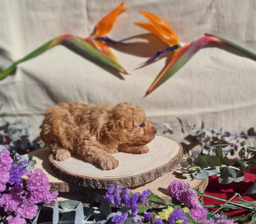 Caniche Toy perros en venta: Caniche apricot - Anuncio 4