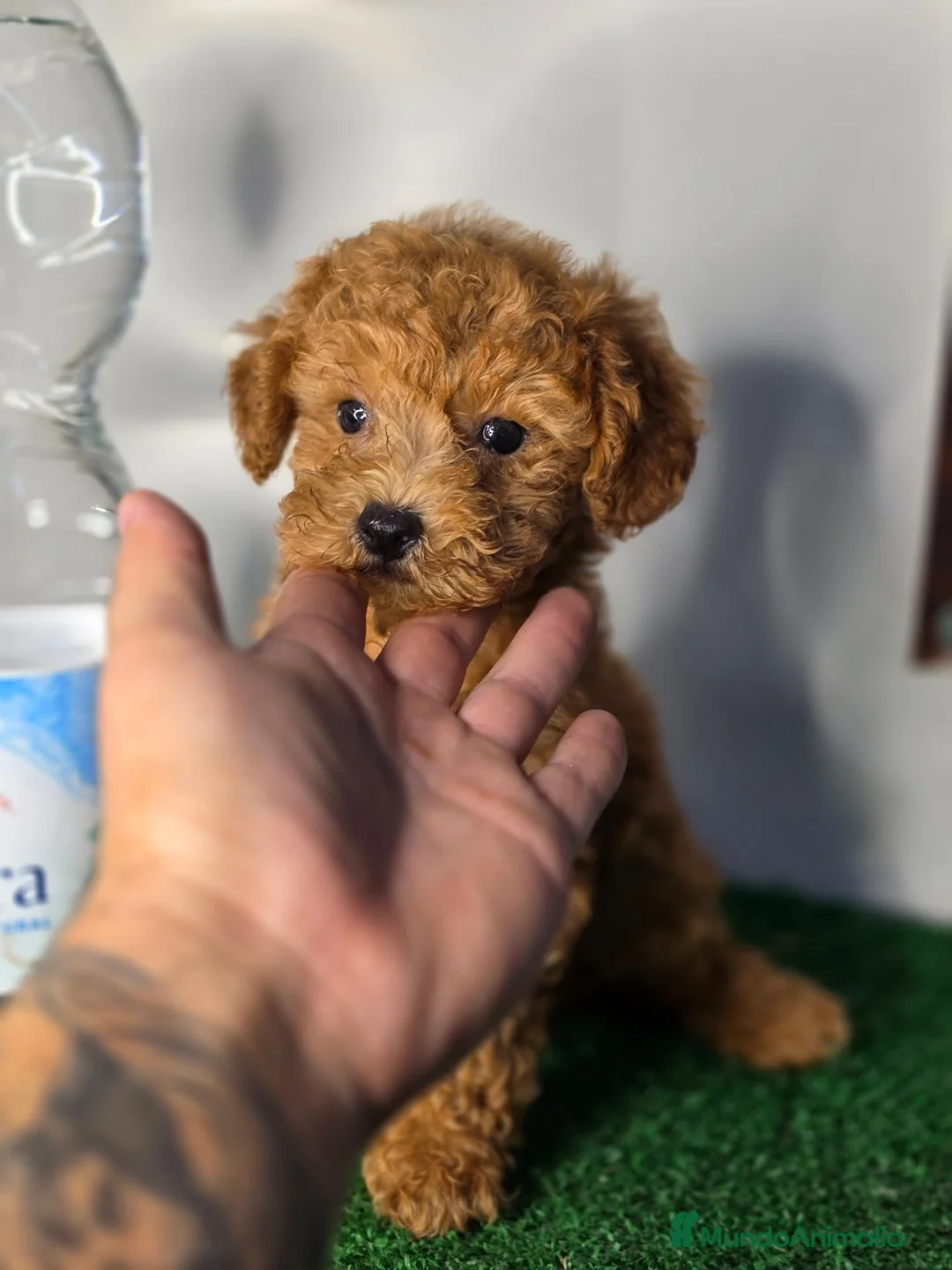 Caniche Toy perros en venta: Caniche Toy rojo - Anuncio 1