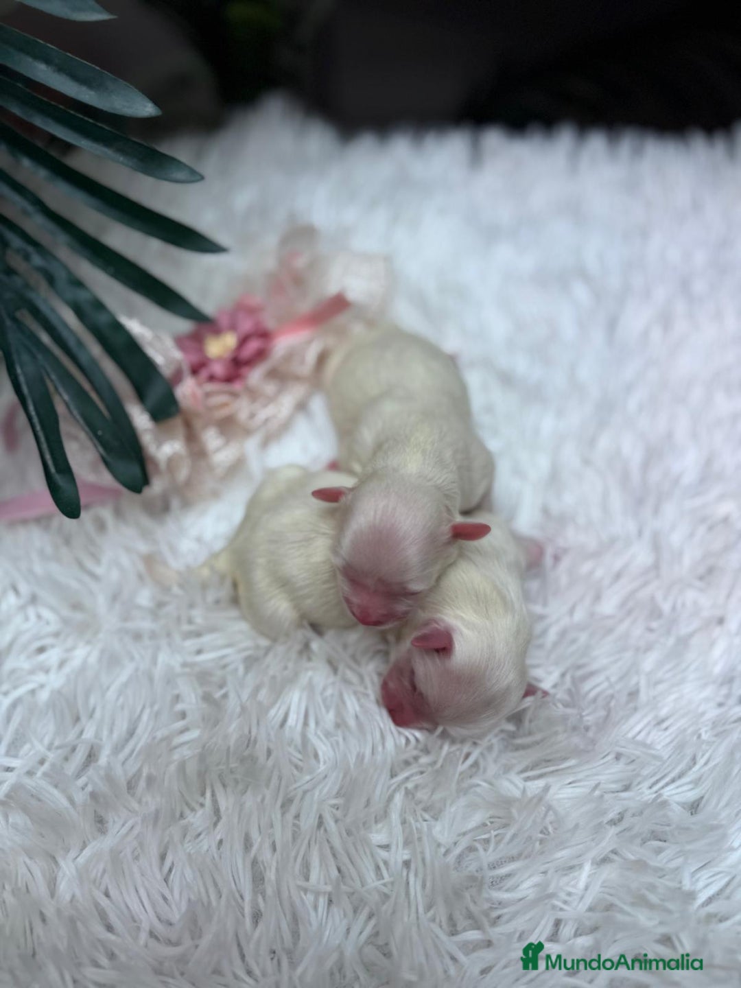 Bichón Maltés perros en venta: BICHON MALTES - Anuncio 4