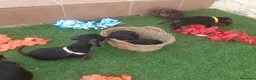 Teckel Miniatura perros en venta: Magníficos TECKEL MINIATURAS  en Cáceres - Anuncio 2
