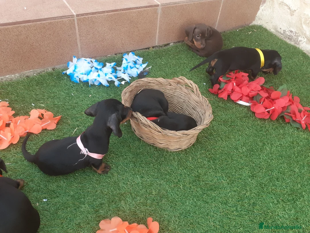 Teckel Miniatura perros en venta: Magníficos TECKEL MINIATURAS  en Cáceres - Anuncio 2